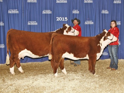 BBSF 10W Piper 43A – Olds Fall Classic Reserve Champion Female.