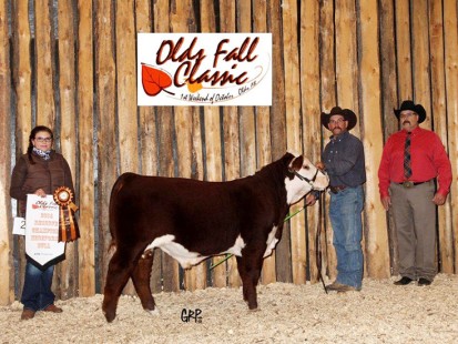 BBSF 465Y Broker 68B – Reserve Junior Bull Calf Champion – Agribition 2014