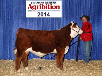 BBSF 465Y Brux 5B – High Selling Bull Calf in 2014 Production Sale Sold for $23,000 to Holloway Farms- son of John Wayne