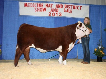 2013 Irvine 4-H Beef Reserve Champion Steer weighing 1332 lbs and sold for $2.60/lb to WI Ranching