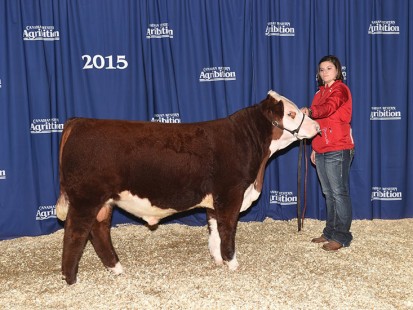 GHMB 31C - High selling bull in 2015 Sale to Pearson Ranching