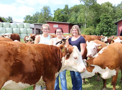 Herefords in Finland