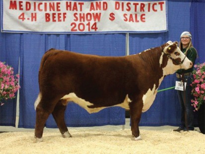 District Reserve Champion Steer 2014 - J.W. weighed 1470 lbs and sold for $3.00 /lb to Rocky Mountain Equipment. Sired by Square-D John Wayne 465Y