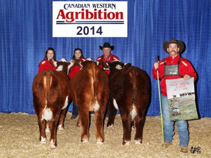 National Junior Get of Sire at Agribition 2014 - All sired by John Wayne” Left to right: GHMB 97B, GHMB 5B and GHMB 68B