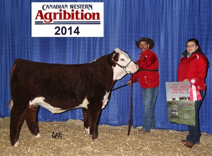Reserve Junior Bull Calf Champion – Agribition 2014