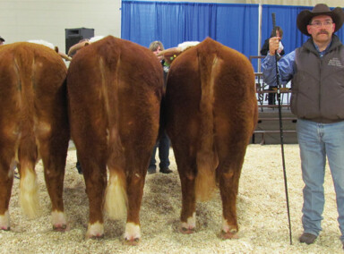 Get of Sire 2017 - Sired by LBH 162W Sterling 95Z