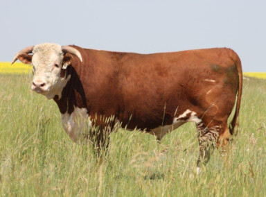 Donorah 138U Ultimate Lad 40X