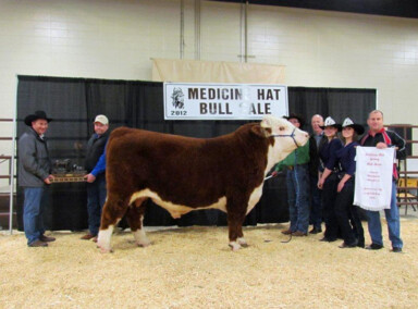 Grand Champion 2012 - BBSF 259P Xcellence 406X