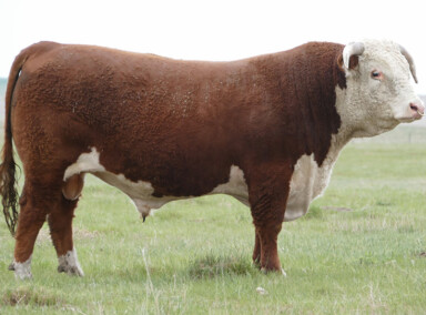 BBSF 42Z Billy 237B - High Selling bull at 2016 Medicine Bull Sale to Lilybrook Herefords for $36,000