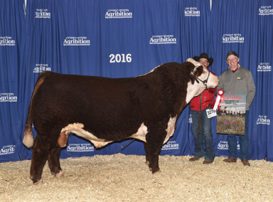 BBSF 465Y Broker 68B - Reserve Champion Senior Bull at 2016 Agribition