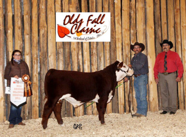 BBSF 465Y Broker 68B – Reserve Junior Bull Calf Champion – Agribition 2014