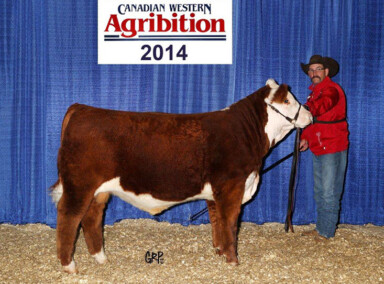 BBSF 465Y Brux 5B – High Selling Bull Calf in 2014 Production Sale Sold for $23,000 to Holloway Farms- son of John Wayne