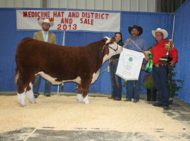 2013 Irvine 4-H Beef & Medicine Hat District Champion Steer weighing 1340 lbs and sold for $3.40/lb to Deerview Meats