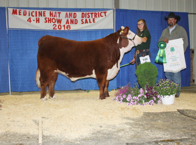 2016 Irvine 4-H Beef and Medicine Hat District Champion Steer weighing 1352lbs and sold for $4.00/lb to Bow Slope Shipping Association