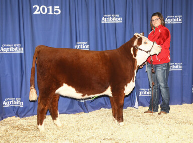 GHMB 2C - Sold to Evan Roberts for $8,000 at 2016 Agribition Sale