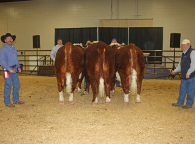 Get of Sire 2017 - Sired by LBH 162W Sterling 95Z