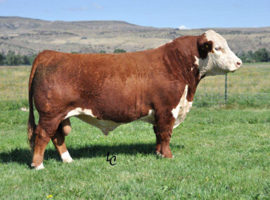CRR Helton 980