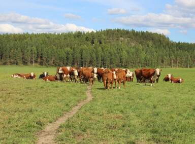 Herefords in Finland-July 2017! Thank you to Johanna Jakola for showing us her herd and touring us around to another herd in Finland.