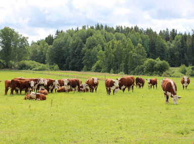 Herefords in Finland