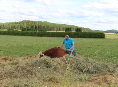 Herefords in Finland
