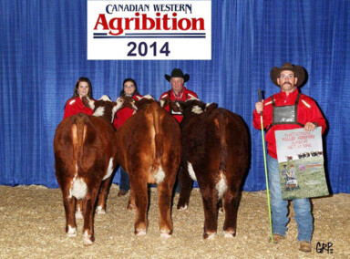 National Junior Get of Sire at Agribition 2014 - All sired by John Wayne” Left to right: GHMB 97B, GHMB 5B and GHMB 68B