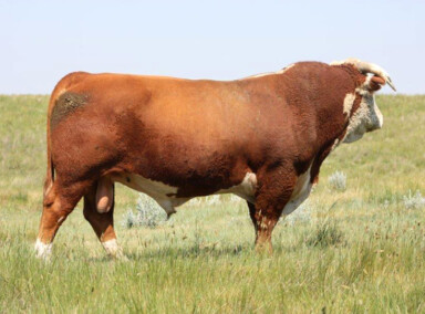 DBHR 268P Wise Guy 104W