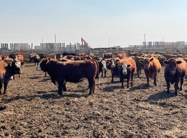 Tim Piotrowski steers sired by Brost bulls