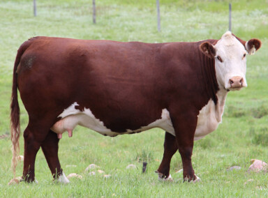 BBSF 36N Piper ET 93F