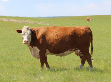 BBSF 40X Silene 263B
