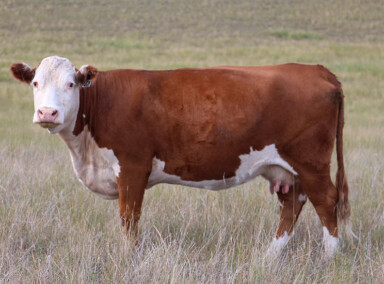 BBSF 821W Zulota 402Z