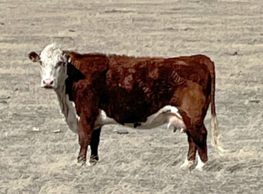 PCL Lady Luck 257 37C